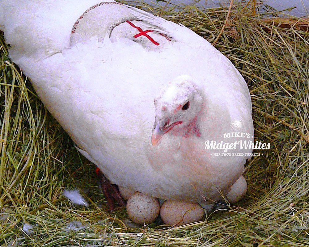 TigerвЂ™s E. reccomend Midget white hatching eggs