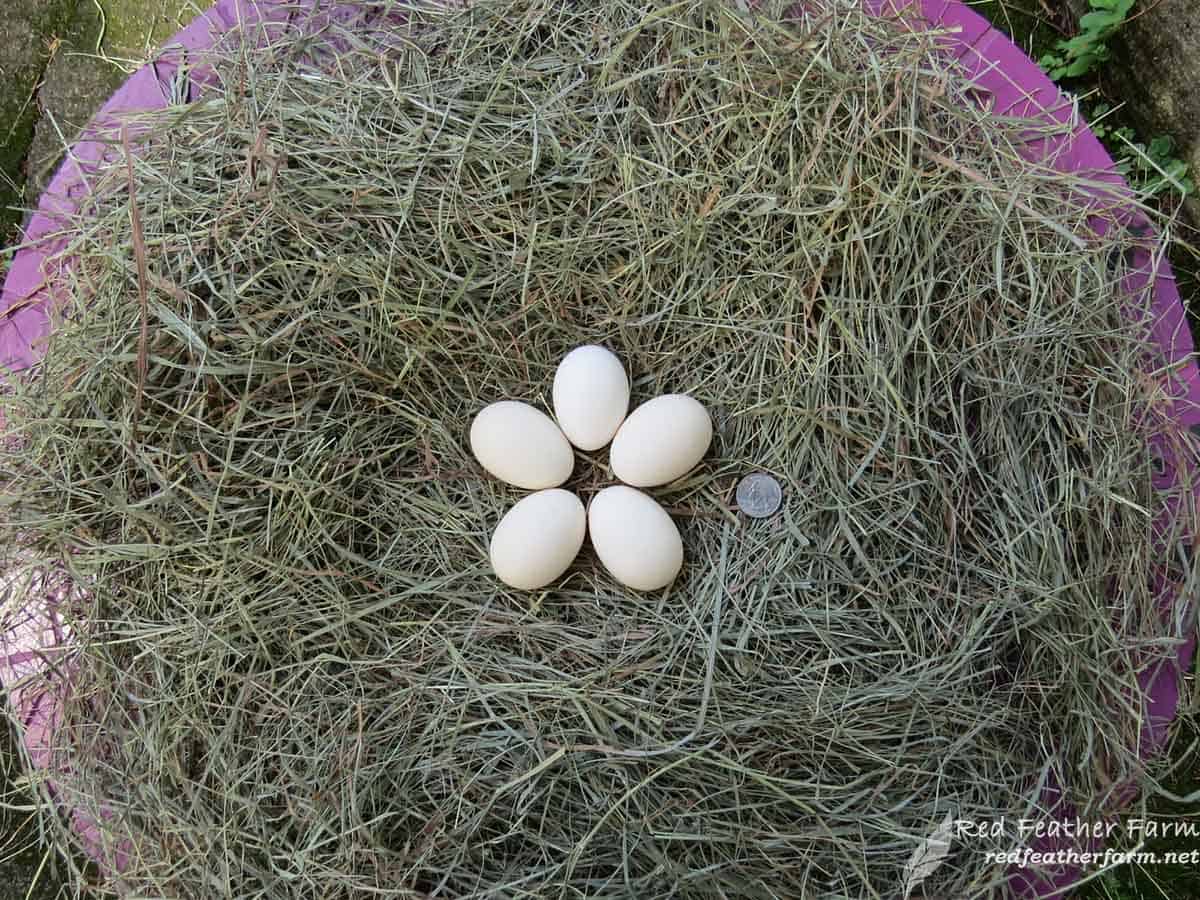 Midget white hatching eggs