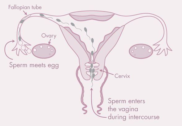 My cunt unwanted sperm womb