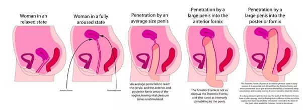 Juno reccomend Penis in vagina from back