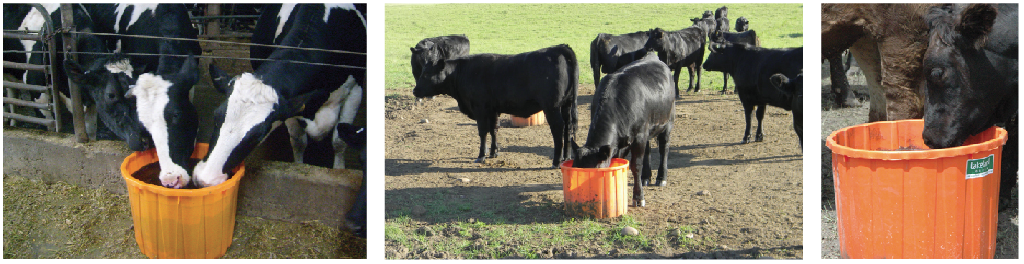 Protein lick tubs for cattle