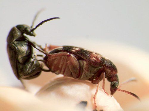 Trigger reccomend Sex technique beetle position