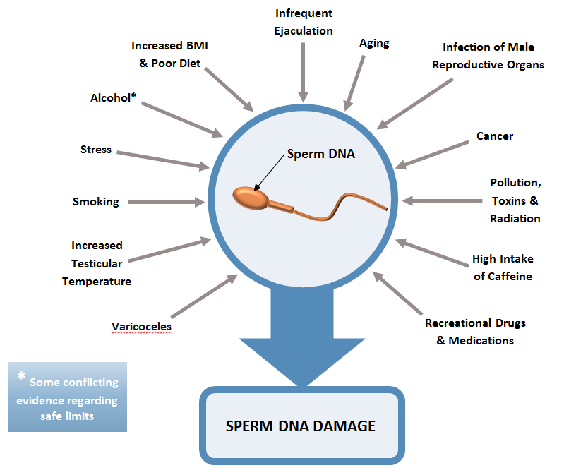 best of Scsa assay Sperm structure chromatin